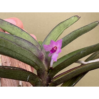 Vanda nana