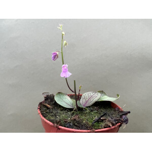 Utricularia calycifida