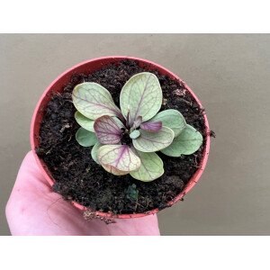 Utricularia calycifida