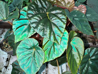 Begonia Pavonina rare