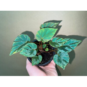 Begonia Pavonina selten