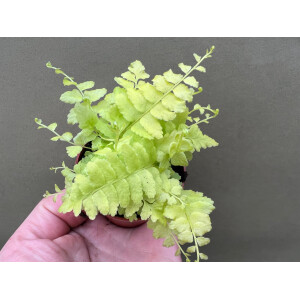 Nephrolepis spec. Yellow