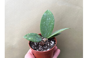 Hoya pallida