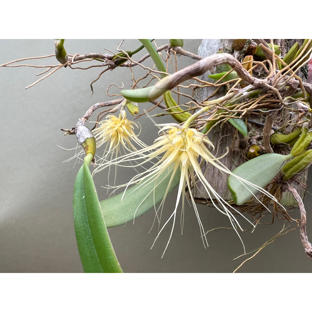 Bulbophyllum vaginatum