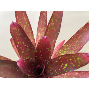 Neoregelia green diamont