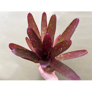 Neoregelia green diamont