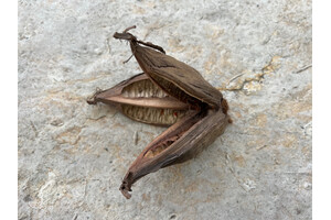 Rainforest Fruit