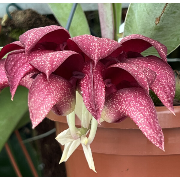 Bulbophyllum phalaenopsis x cruentum
