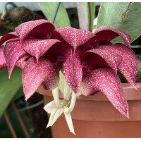 Bulbophyllum phalaenopsis x cruentum
