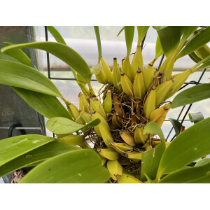 Bulbophyllum biflorum