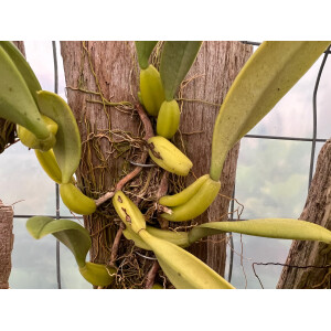 Bulbophyllum fascinator semi-alba