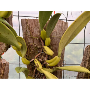 Bulbophyllum fascinator semi-alba