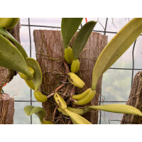 Bulbophyllum fascinator semi-alba