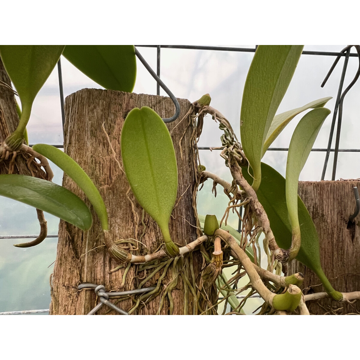 Bulbophyllum cheiri var. flava