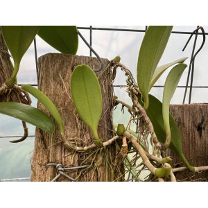 Bulbophyllum cheiri var. flava