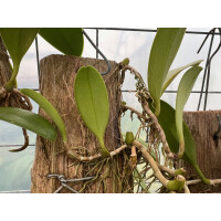 Bulbophyllum cheiri var. flava