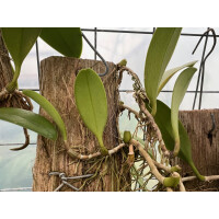 Bulbophyllum cheiri var. flava