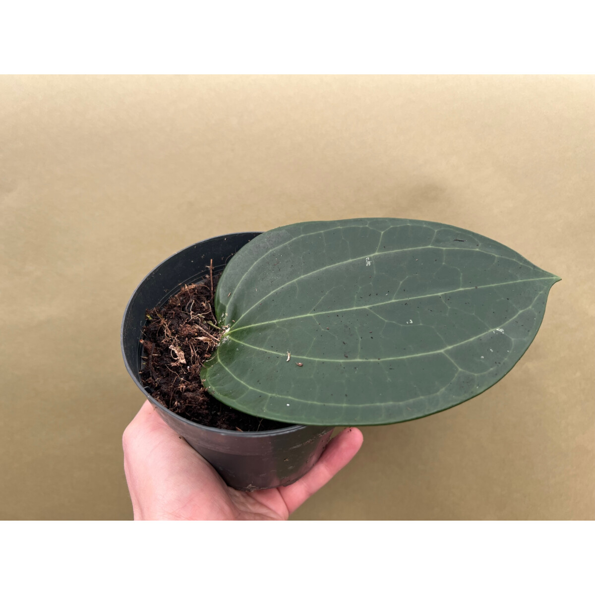 Hoya latifolia big leaf