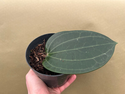 Hoya latifolia big leaf