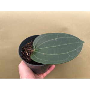 Hoya latifolia big leaf