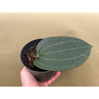 Hoya latifolia big leaf