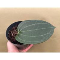 Hoya latifolia big leaf