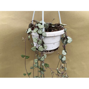 Ceropegia woodii ´String of Hearts` (Leuchterblume) Hängeampel