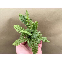 Blechnum spicant Rippenfarn