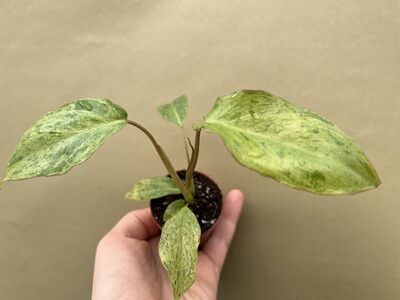 Philodendron Paraiso Verde variegata Babyplant