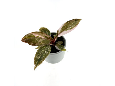 Philodendron Pink Princess Marble Babyplant