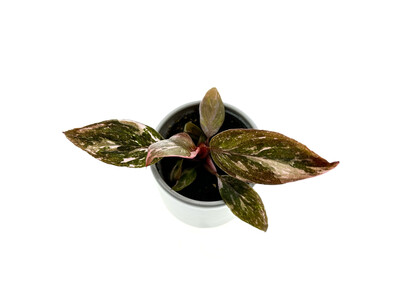 Philodendron Pink Princess Marble Babyplant