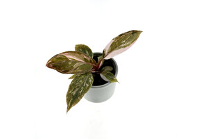 Philodendron Pink Princess Marble Babyplant