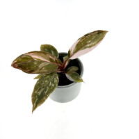 Philodendron Pink Princess Marble Babyplant