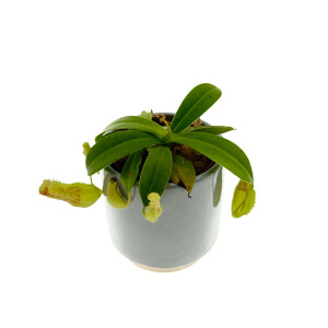 Nepenthes spec. Borneo Mini