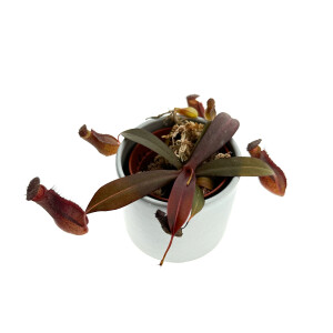 Nepenthes sanguinea red Mini