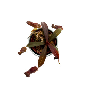 Nepenthes sanguinea red Mini
