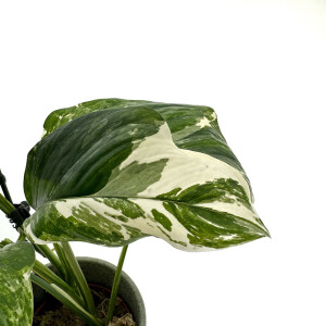 Monstera Lechleriana variegata