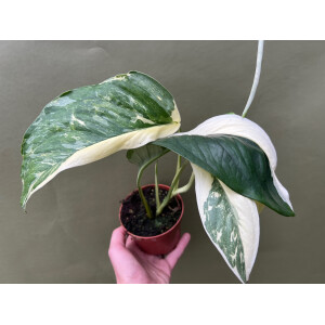 Monstera Lechleriana variegata