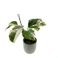 Monstera Lechleriana variegata