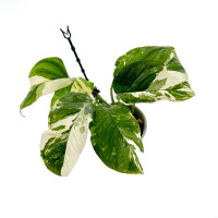 Monstera Lechleriana variegata