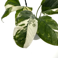 Monstera Lechleriana variegata