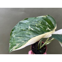 Monstera Lechleriana variegata
