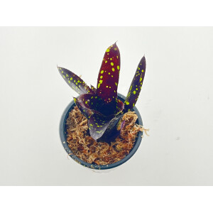 Neoregelia neon pointed 