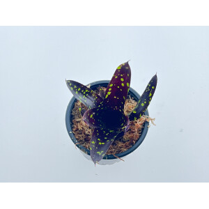 Neoregelia neon pointed 