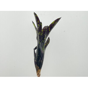 Neoregelia neon pointed 