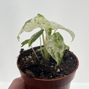 Alocasia Macrorrhiza Splash Variegata