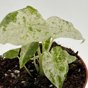 Alocasia Macrorrhiza Splash Variegata