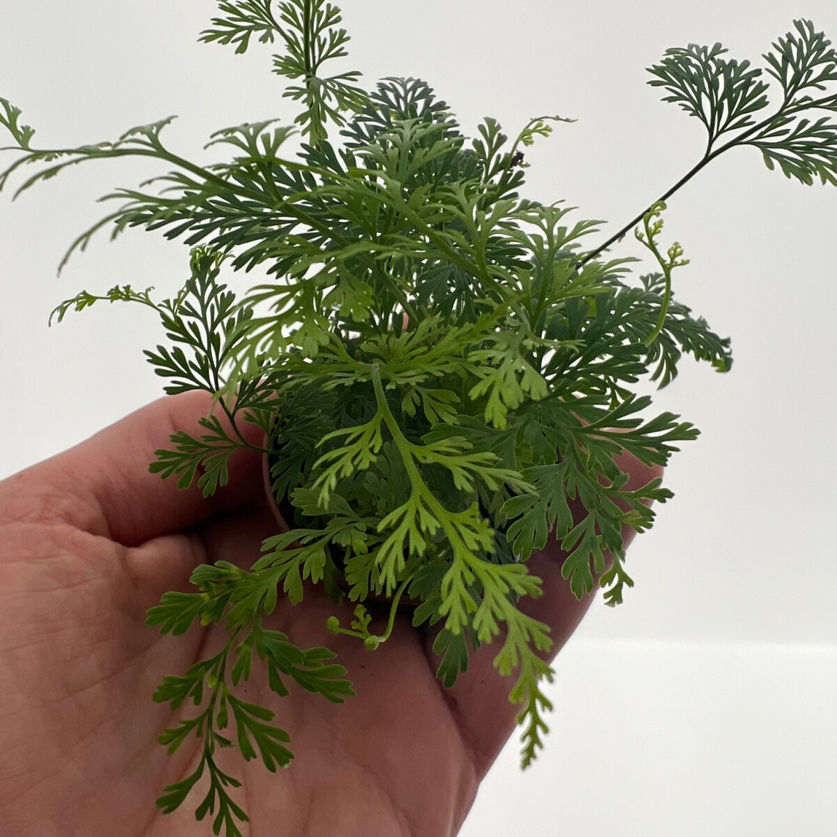 Davallia denticulata