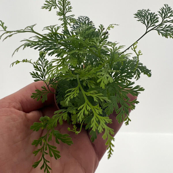 Davallia denticulata