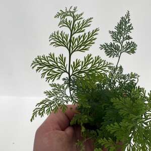 Davallia denticulata